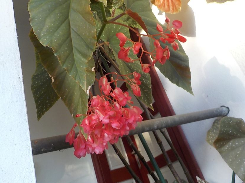  - begonia lucernae