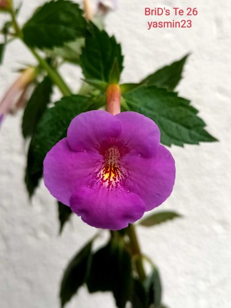 10.09.2024 - A-Achimenes BriDs