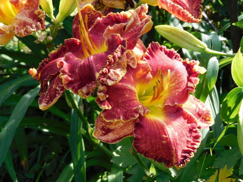  - Hemerocallis - crini 2024