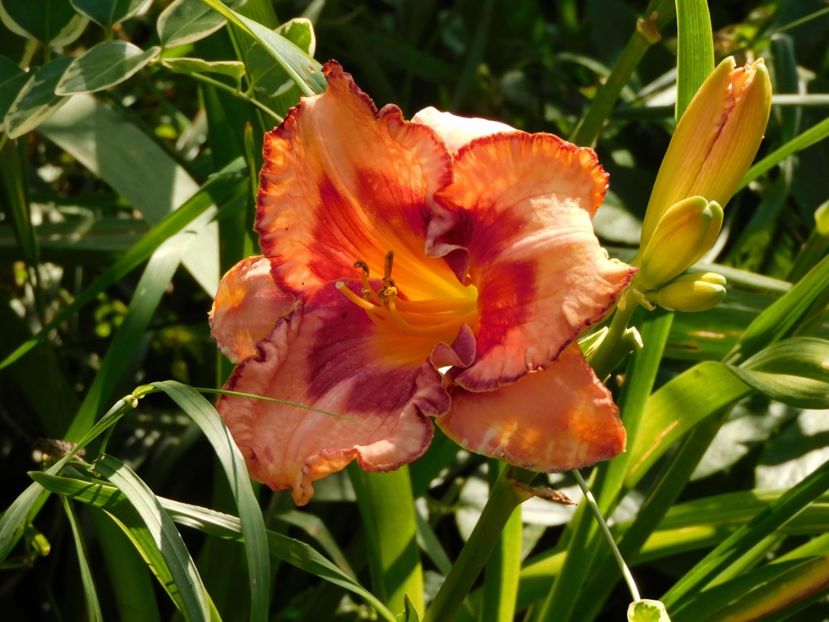  - Hemerocallis - crini 2024