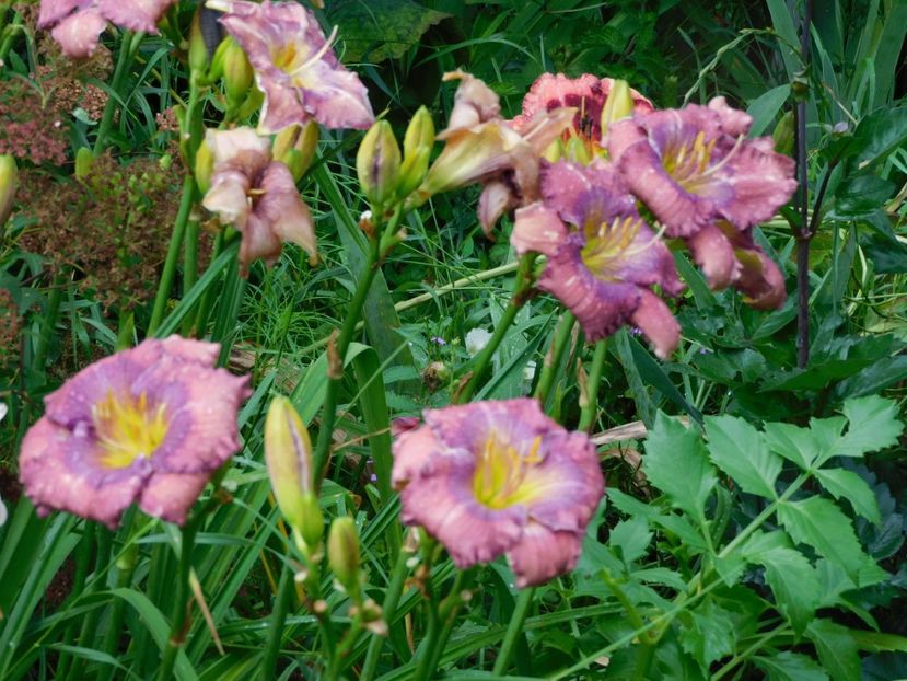  - Hemerocallis - crini 2024