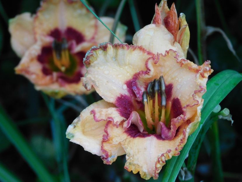  - Hemerocallis - crini 2024