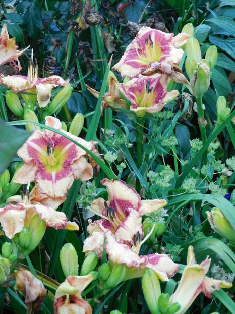  - Hemerocallis - crini 2024