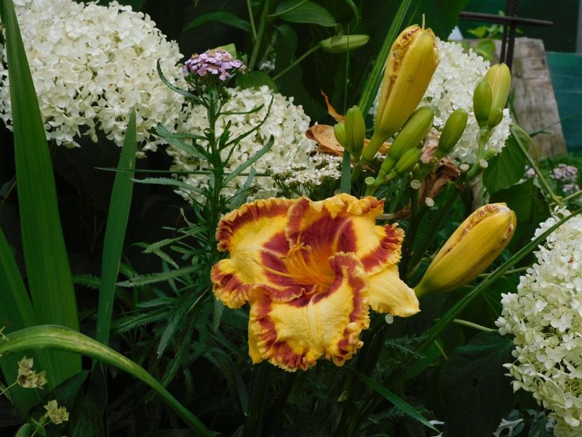  - Hemerocallis - crini 2024