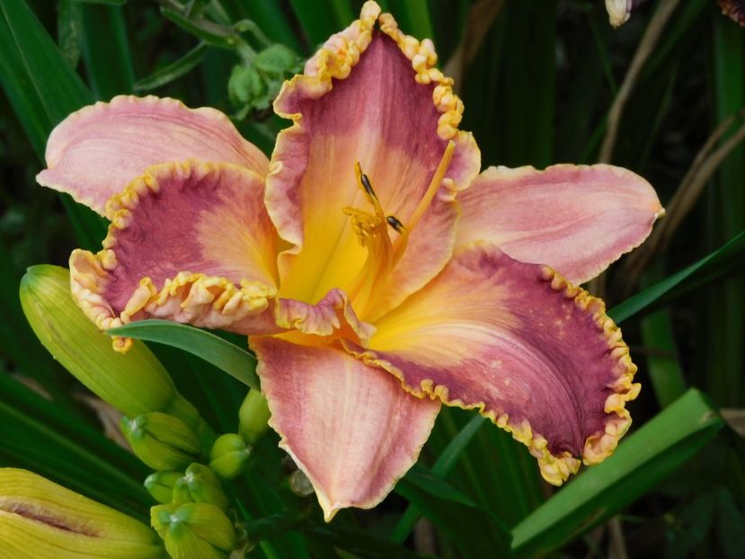  - Hemerocallis - crini 2024