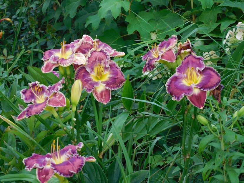  - Hemerocallis - crini 2024