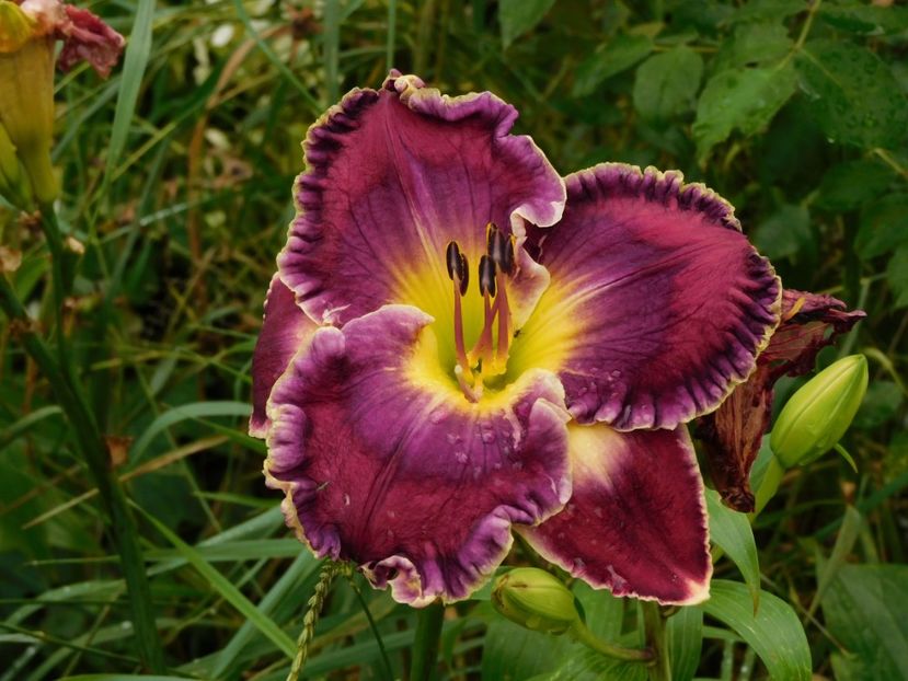  - Hemerocallis - crini 2024