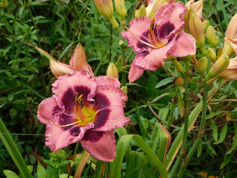  - Hemerocallis - crini 2024