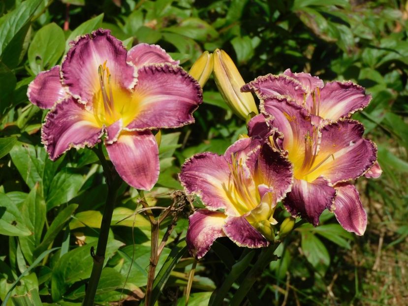  - Hemerocallis - crini 2024