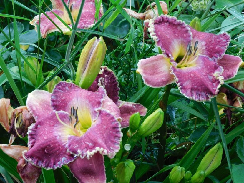  - Hemerocallis - crini 2024