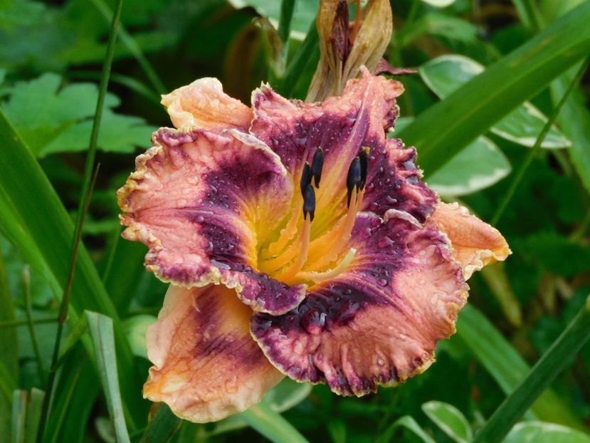  - Hemerocallis - crini 2024