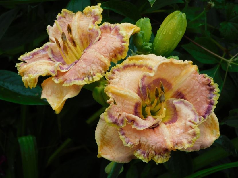  - Hemerocallis - crini 2024