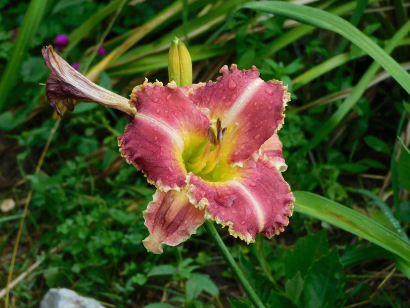  - Hemerocallis - crini 2024