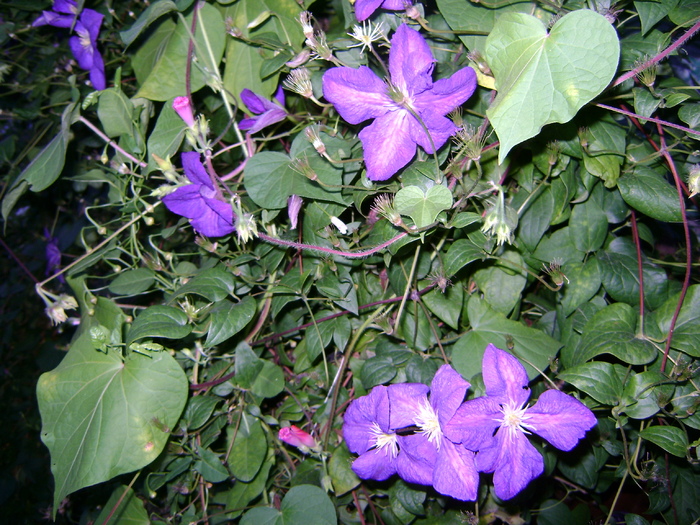 clematita - 1  FLORI-paradisul meu