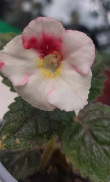 White Angel - Achimenes