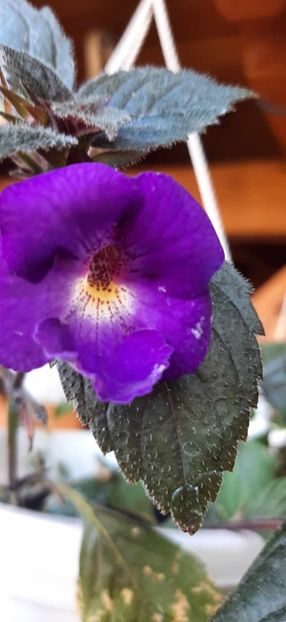 Purple King - Achimenes