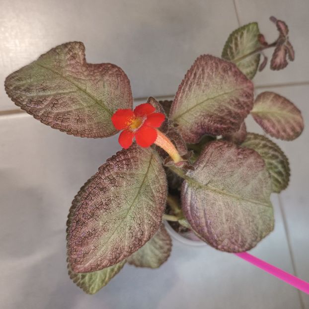 2❤️24 - Episcia