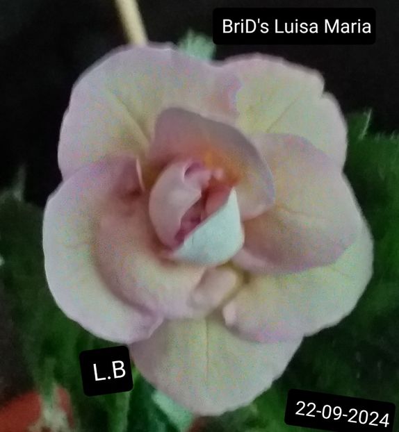 BriD's Luisa Maria - ACHIMENES - 2024