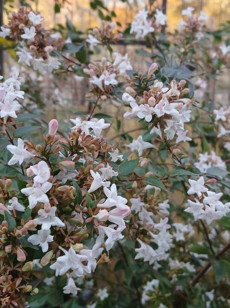  - 0 Abelia grandiflora