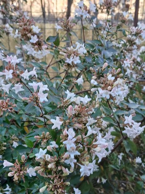  - 0 Abelia grandiflora