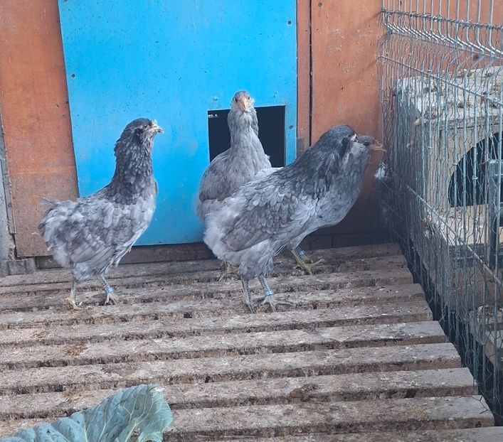 Puici Arauc albastre - Gaini Araucana Albastru