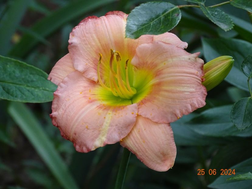  - Hemerocallis 2024