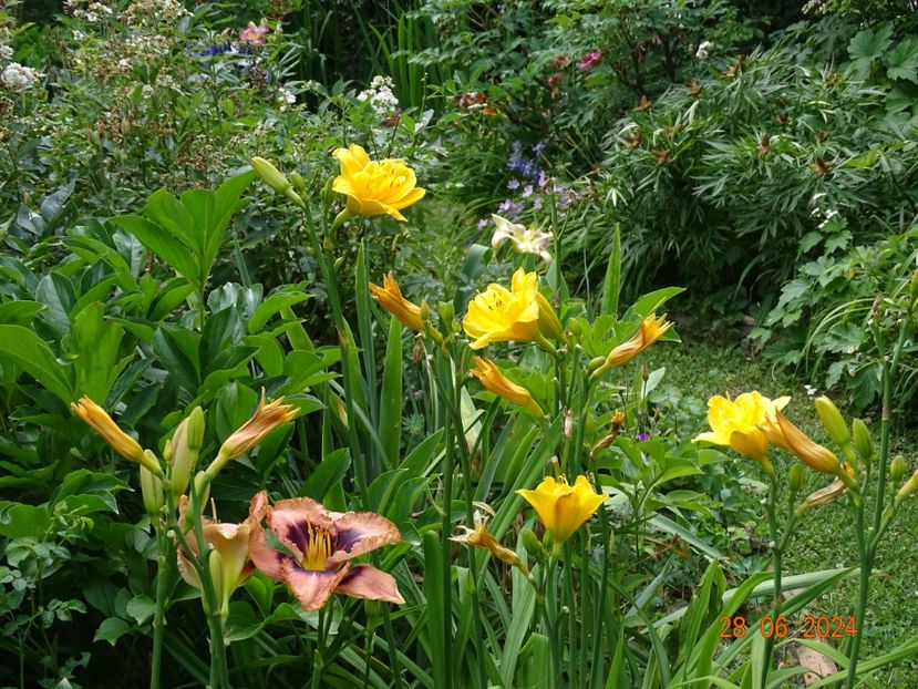  - Hemerocallis 2024