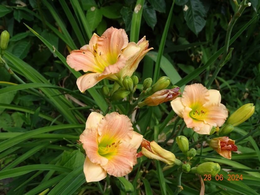  - Hemerocallis 2024