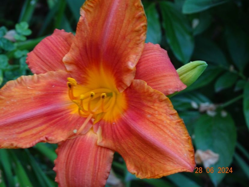  - Hemerocallis 2024