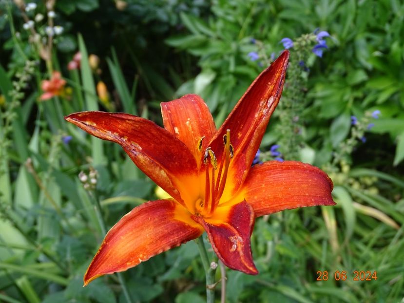  - Hemerocallis 2024