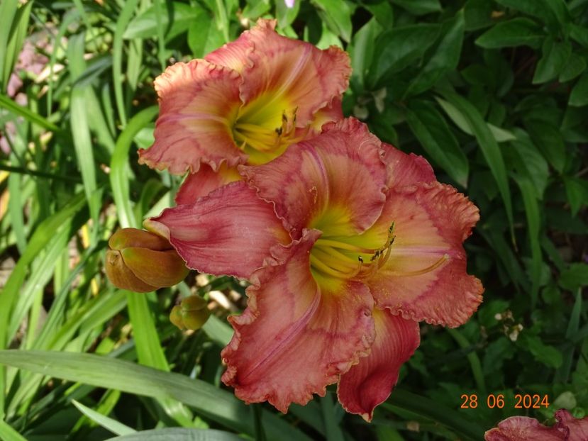  - Hemerocallis 2024