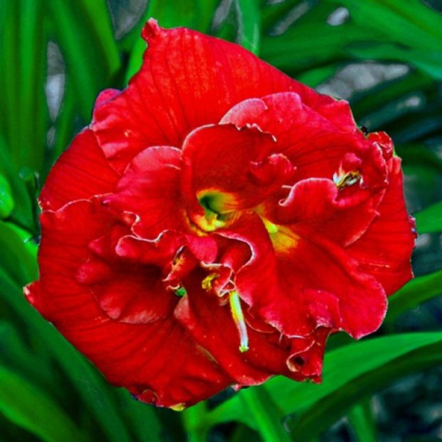 hemerocalle-ruby-corsage-daylily-650x650 (1) - O DORINTE IMPLINITE TOAMNA 2024