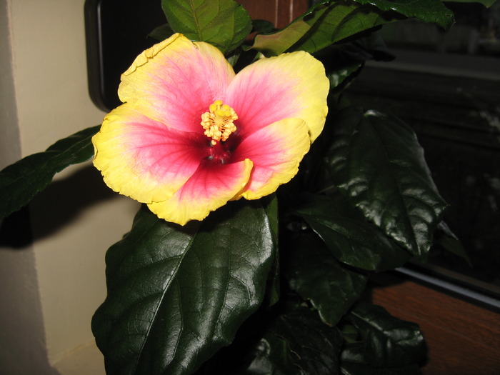 hibiscus - florile mele