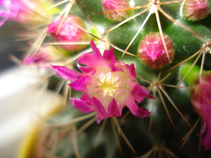 MAMMILLARIA - FLORILE MELE