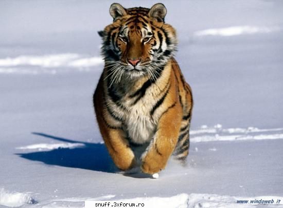 ok_162 - poze cu tigri