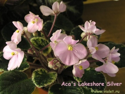 Aca's Lakeshore Silver