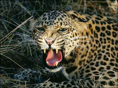 leopard