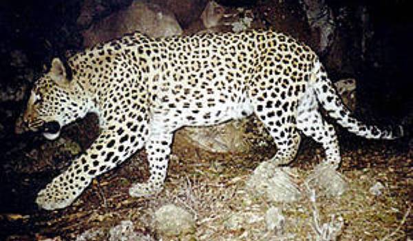 leopard-armenesc