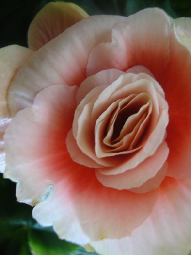 BEGONIA