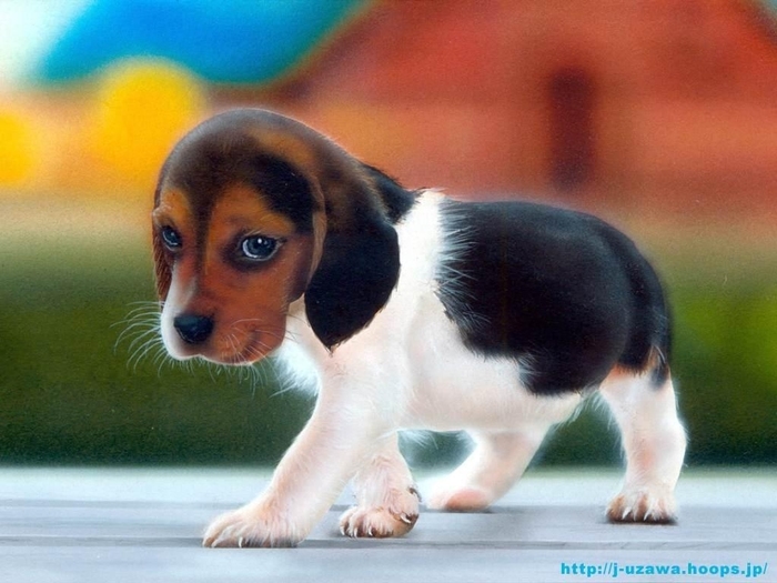 beagle-puppy - poze de pus pe ecran partea a2a