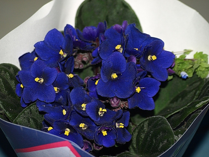 violeta-de-parma[1] - flori