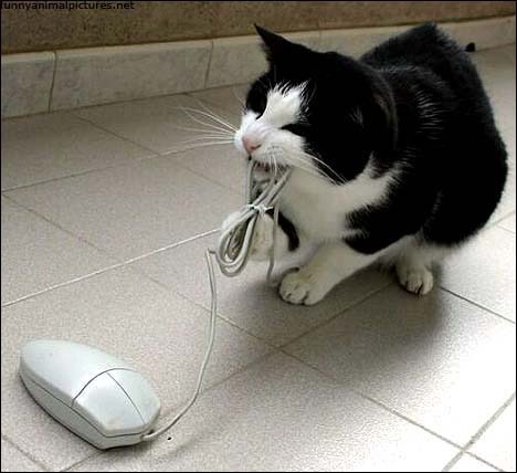 pisici-imagini-mouse
