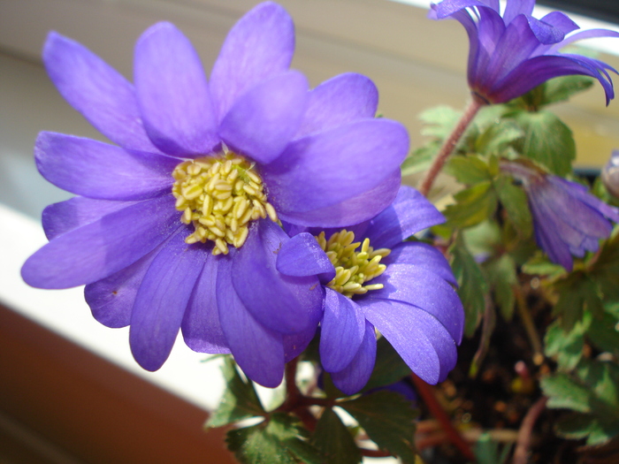 ANEMONE - FLORILE MELE