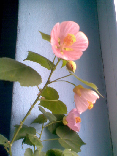 Abutilon roz