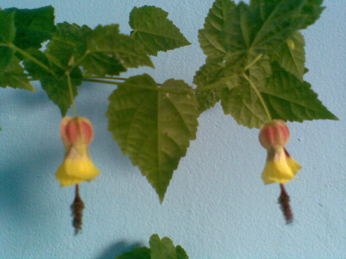 Abutilon Megapotamicum