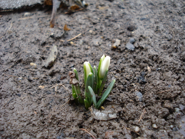 Galanthus nivalis (2010, February 25)