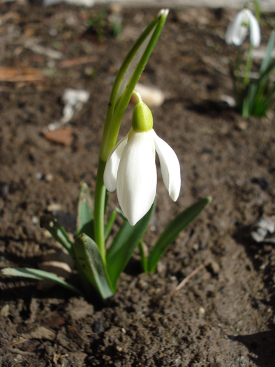 Galanthus nivalis (2010, March 02)