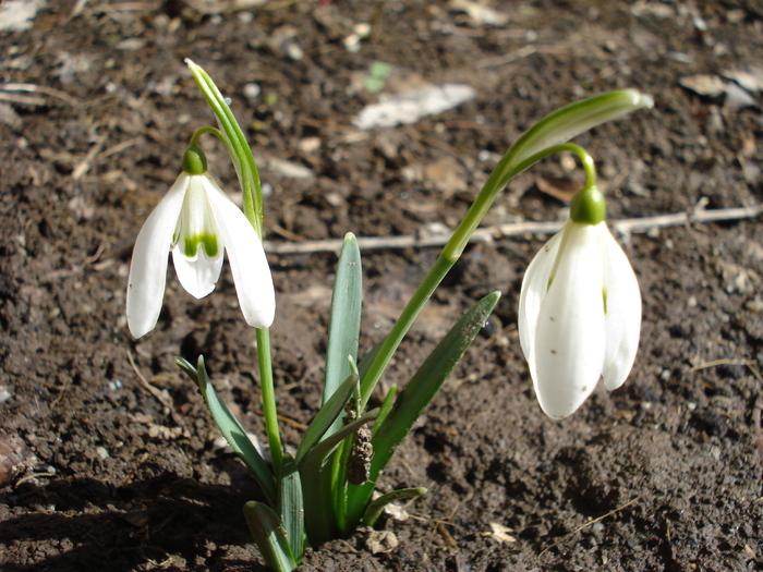 Galanthus nivalis (2010, March 02)