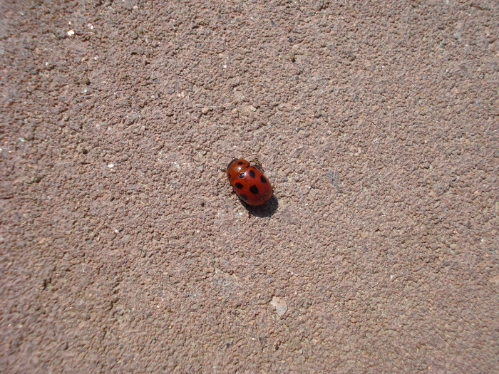 Ladybug_Buburuzica (2009, April 05)
