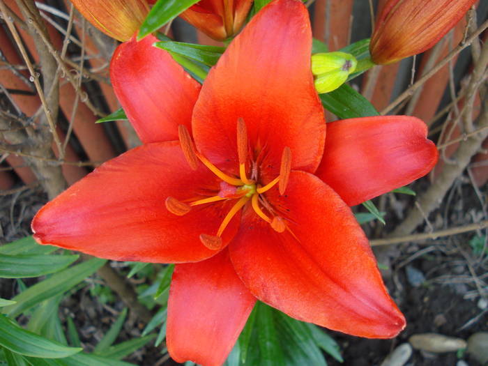 Red Asiatic lily, 03jun2009; 2009.

